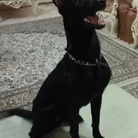 اصیل ترین ماده مالینیوز