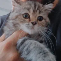 گربه ۴ ماهه بریتیش