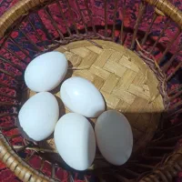 تخم مرغ گلین|حیوانات مزرعه|اهواز, سخیریه|دیوار