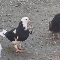 کبوتر|حیوانات|بندر ترکمن, |دیوار