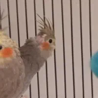 جوجه عروس هلندی|پرنده|پردیس, فاز ۱۱|دیوار