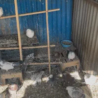 کبوتر پرشی محلات