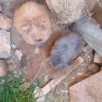 خرگوش لوپ اصیل|موش و خرگوش|گنبد کاووس, |دیوار