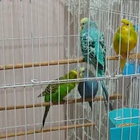 دوجفت مرغ عشق|پرنده|رشت, کوی مهر|دیوار