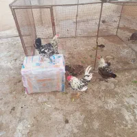 مرغ گلین لری تخم گزار