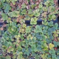 نشای توت فرنگی|گل و گیاه طبیعی|ارومیه, |دیوار