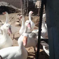 ۱۷عددغاز۵۰عددمرغ وخورس|حیوانات مزرعه|قزوین, |دیوار