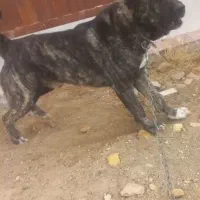 سگ افغان سراب