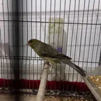 قناری بخون مس