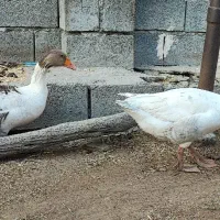 یک جفت غاز سالم|حیوانات مزرعه|میناب, |دیوار