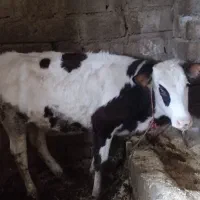 گاو آبستن و گوساله|حیوانات مزرعه|بیستون, |دیوار