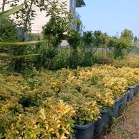 گل و گیاه بیرونی|گل و گیاه طبیعی|خرم‌آباد (تنکابن), |دیوار