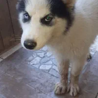 هاسکی ۴ماهه ماده