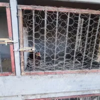 خروس،مرغ و جوجه لاری با قفس|پرنده|رامجین, |دیوار