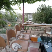 واگذاری 2 عدد گربه خانگی|گربه|زنجان, |دیوار