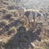 میش وبره بره ماده شیشک قوچ