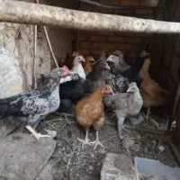۱۱عددجوجه نژاد براکل رسمی گلین بلک استار ۴ماهه