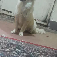 فروش سگ خانگی  امیدیه