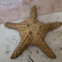 ستاره دریایی قدیمی انتیک دکوری