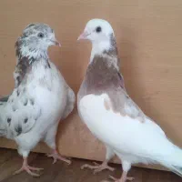 2 تا هما سرور  جوان|پرنده|تهران, افسریه جنوبی|دیوار