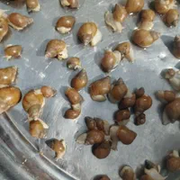 حلزون پرورشی 200تا300کوجک وبزرگ ریز درشت|خزنده|کرمان, |دیوار