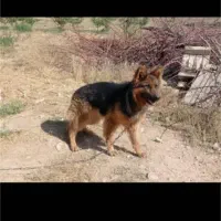 ماده شولاین