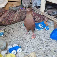 فروش یک عدد سرخ پرشی