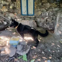 سگ ژرمن بلک