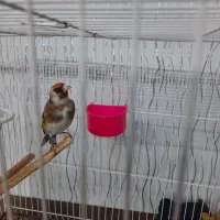 سهره نرچهارگل بخون|پرنده|تایباد, |دیوار