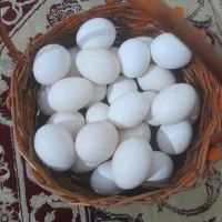 تخم مرغ محلی تازه