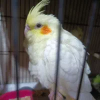 جوجه عروس|پرنده|قم, سربخش|دیوار