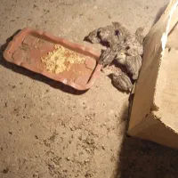 جوجه مرغ و تخم نطفه دار