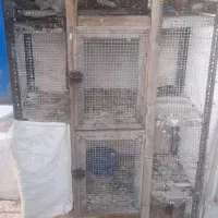 قفس مرغ وپرنده گان