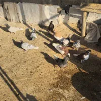 کبوتر ماده