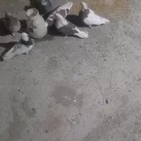 ۳تا پشت خرمایی  سیاه سرخ قیمت ۳ه تاش ۵۰۰