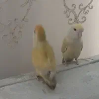 یک جفت طوطی برزیلی|پرنده|کرج, برغان|دیوار