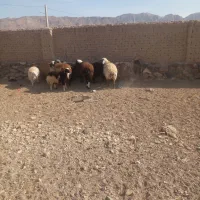 بره نر و ماده سفت چاق گوشتی|حیوانات مزرعه|درمیان, |دیوار