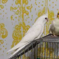 عروس هلندی سفید کینگ سایز دستی و فنچ