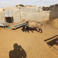 میش جوان بره دار قیمت بیست ودومیلیون