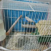 مرغ عشق وفنچ|پرنده|شیروان (خراسان), |دیوار