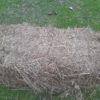 ۵۰ عدد علف ( سگ واش ) خشک شده و پرس شده با بیلر|لوازم جانبی حیوانات|خمام, |دیوار