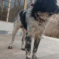 چند قلاده سگ گله|سگ|خمینی‌شهر, |دیوار