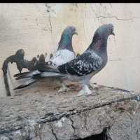 گروه عشق بازان|پرنده|اردبیل, |دیوار