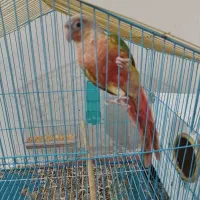 پرنده فروشی