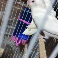 پرنده|پرنده|سرچهان, |دیوار