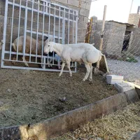 بره قوچی چینی اصل|حیوانات مزرعه|تربت جام, جامرود|دیوار