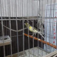 قناری نر، ریزه خونی میکنه|پرنده|کاشان, ولی سلطان|دیوار