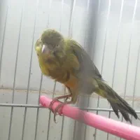 پرنده|پرنده|بیرجند, |دیوار