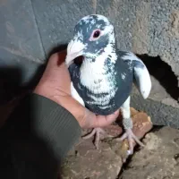 پلنگ ۷۰۰ وجفت مگزی ۹۰۰ ماده مگزی ۴۰۰