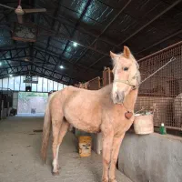 خرید فروش اسب اصیل ترکمن|اسب و تجهیزات اسبسواری|مشهد, میان ولایت|دیوار